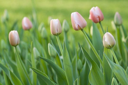 beautiful pink tulips with buds in the spring park