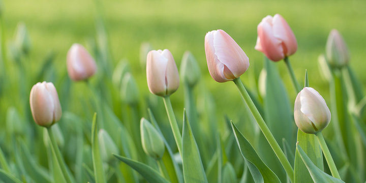 beautiful pink tulips with buds in the spring park