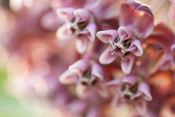 pink unusual small flowers collected in a beautiful inflorescence