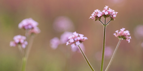 Fototapeta na wymiar beautiful flowers of verbena blooming in the summer park or garden