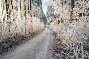Raureifmorgen im Hegau am alten Postweg