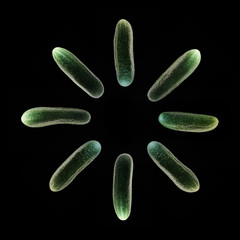 Ripe green cucumbers on black background. Isolated flat lay photo.