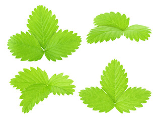Set of strawberry leaves isolated on a white.