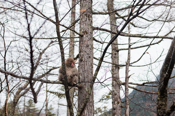 journey at japan autumn season, kamikochi