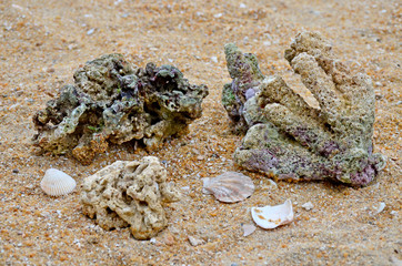 beautiful sea natural material corals and shells