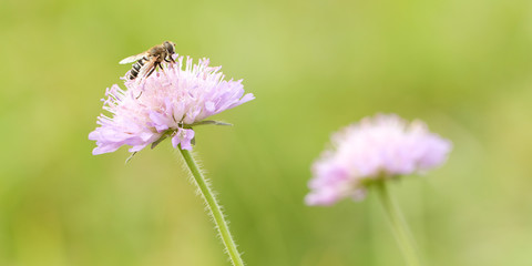 tender pink flower knautia blooming in letme park or in a meadow