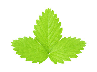 Strawberry leaf isolated on a white background.