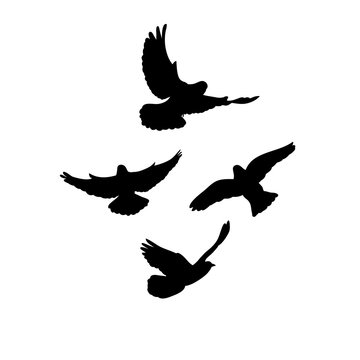 silhouette, flying flock of birds