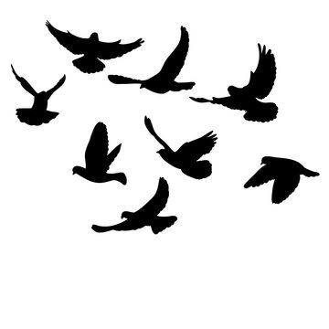 vector isolated flying flock of pigeons silhouette black