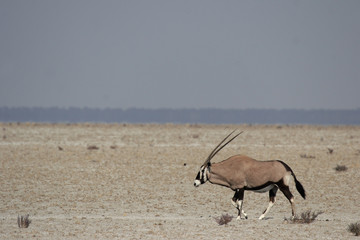 Gemsbok (Oryx gazella) in the midday heat in the Etosha National Park, Namibia