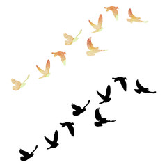 isolated flying flock of pigeons