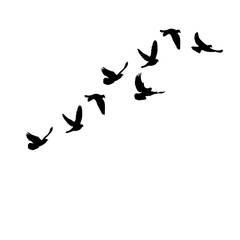 vector isolated flying flock of pigeons