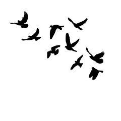 a flock of flying birds, black silhouette of pigeons fly