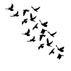 a flock of flying birds, black silhouette of pigeons fly