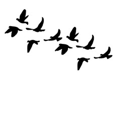 flock of flying birds