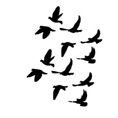  isolated, flock of flying birds, black silhouette of pigeons