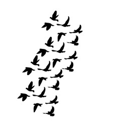  isolated, flock of flying birds, black silhouette of pigeons