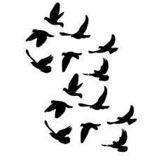 vector, isolated, flock of flying birds, silhouette of pigeons