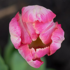  pink tulip