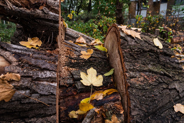 Fototapeta premium Death of a tree - series 