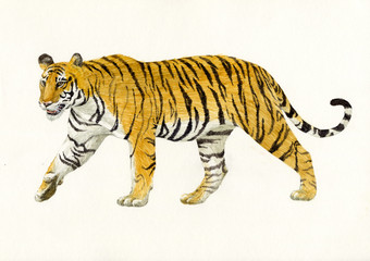 호랑이 / tiger on white