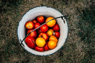 tomatoes in a basket