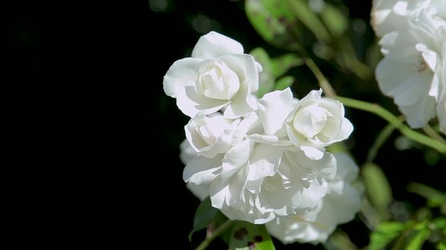 Beautiful white rose shrub. Close-up on a black background.