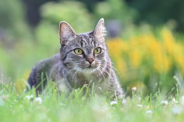 Naklejka na ściany i meble Beautiful tabby cat lying in the blooming meadow. Felis silvestris catus. Cat in the nature.