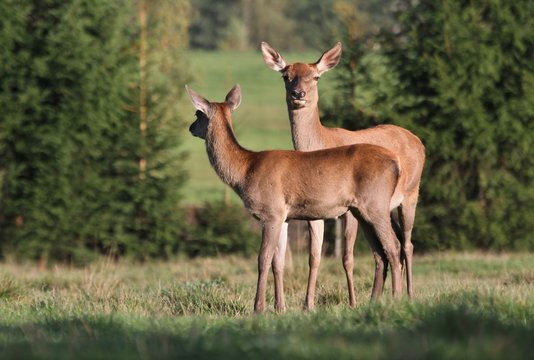 Roe deer with fawn grazing in the meadow. Wildlife scene from nature. © Monikasurzin