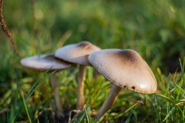 three wet mushrooms at the field with warm light