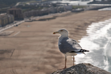 Resting sea gull in Nazare, Portugal.