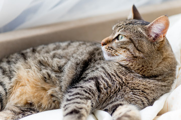 Portrait of a cute cat closeup at home