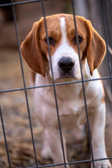 Close up of A beagle dog in cage, behind the bars