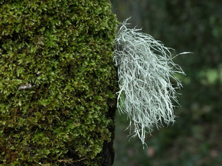 Old Man's Beard (Usnea) On Tree Moss