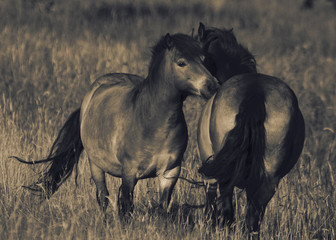 Fototapeta na wymiar Exmoor ponies in a grass field meadow with colour toning