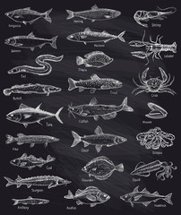 Fototapeta premium Fish and seafood hand drawn graphic illustration