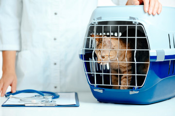 Kitten in carrier box on a visit to veterinarian.