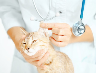 Veterinarian examining ear of kitten.