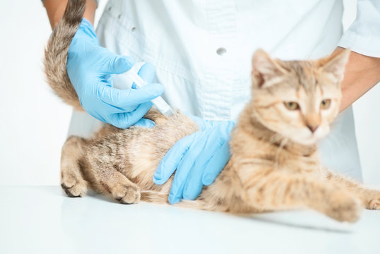 Doctor giving injection of vaccine to kitten.