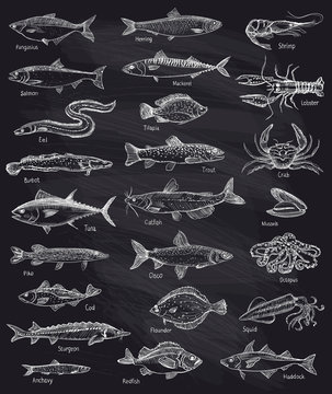 Fish and seafood hand drawn graphic illustration