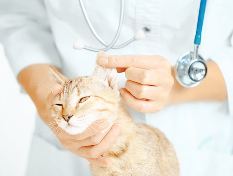 Veterinarian examining ear of kitten.