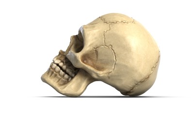 3D illustration of Human skull, isolated on white background