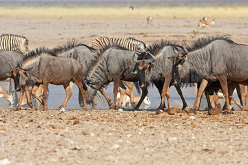 Streifengnus (Connochaetes taurinus) am Wasserloch im Etosha Nationalpark in Namibia