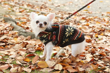 チワワとダックスのお散歩