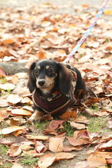 チワワとダックスのお散歩