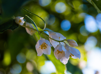 branch of blooming jasmine on a sunny spring day