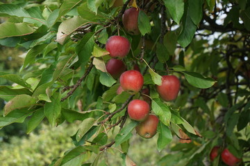 Apples on tree