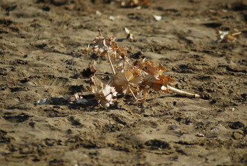 liście na piaszczystej plaży