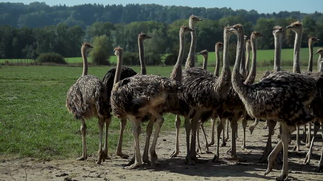 Ostrich farm. Ostriches walk slowly through the grass. Carefully observe the world.