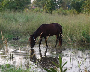 koń w wodzie